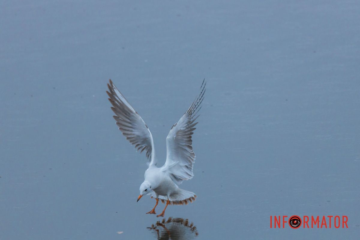 Борт заходить на посадку