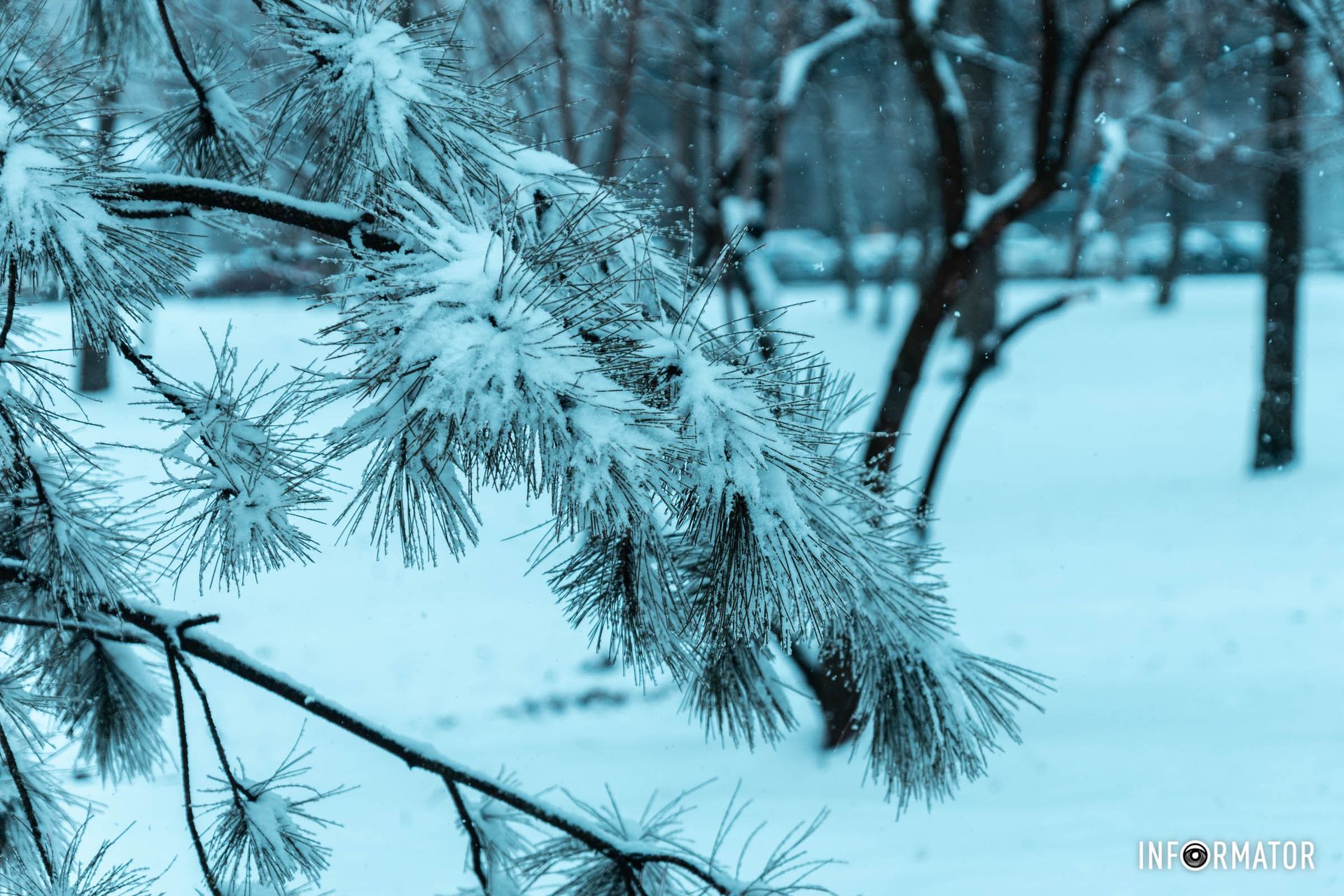 Як називається це дерево?