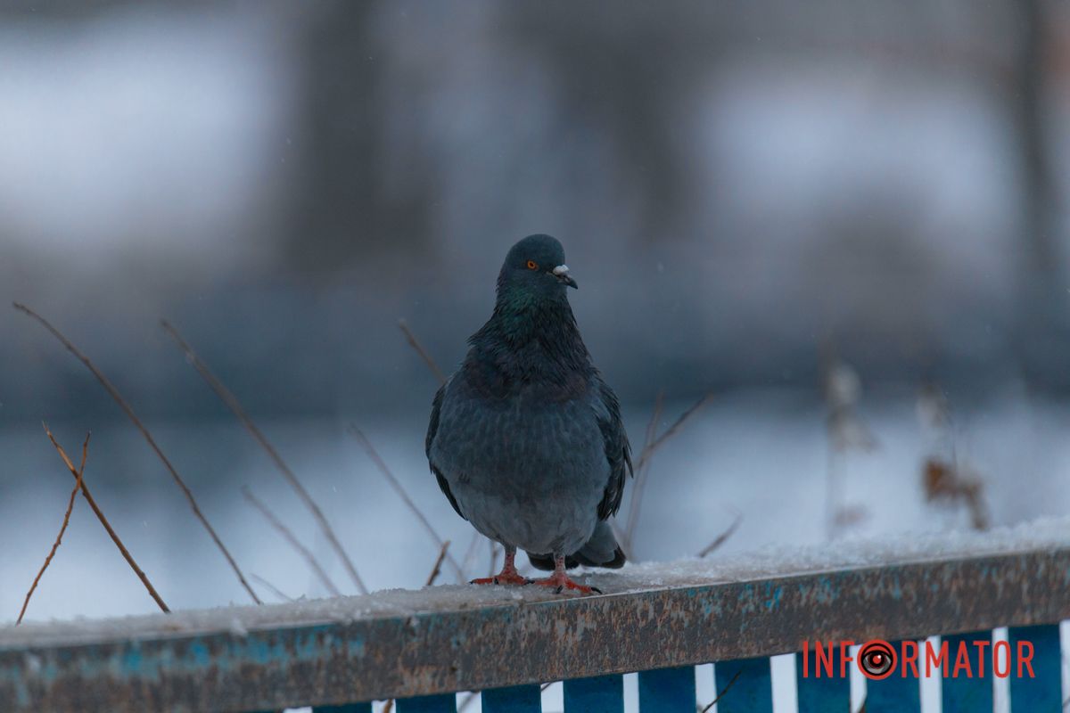 Справжній pigeon 