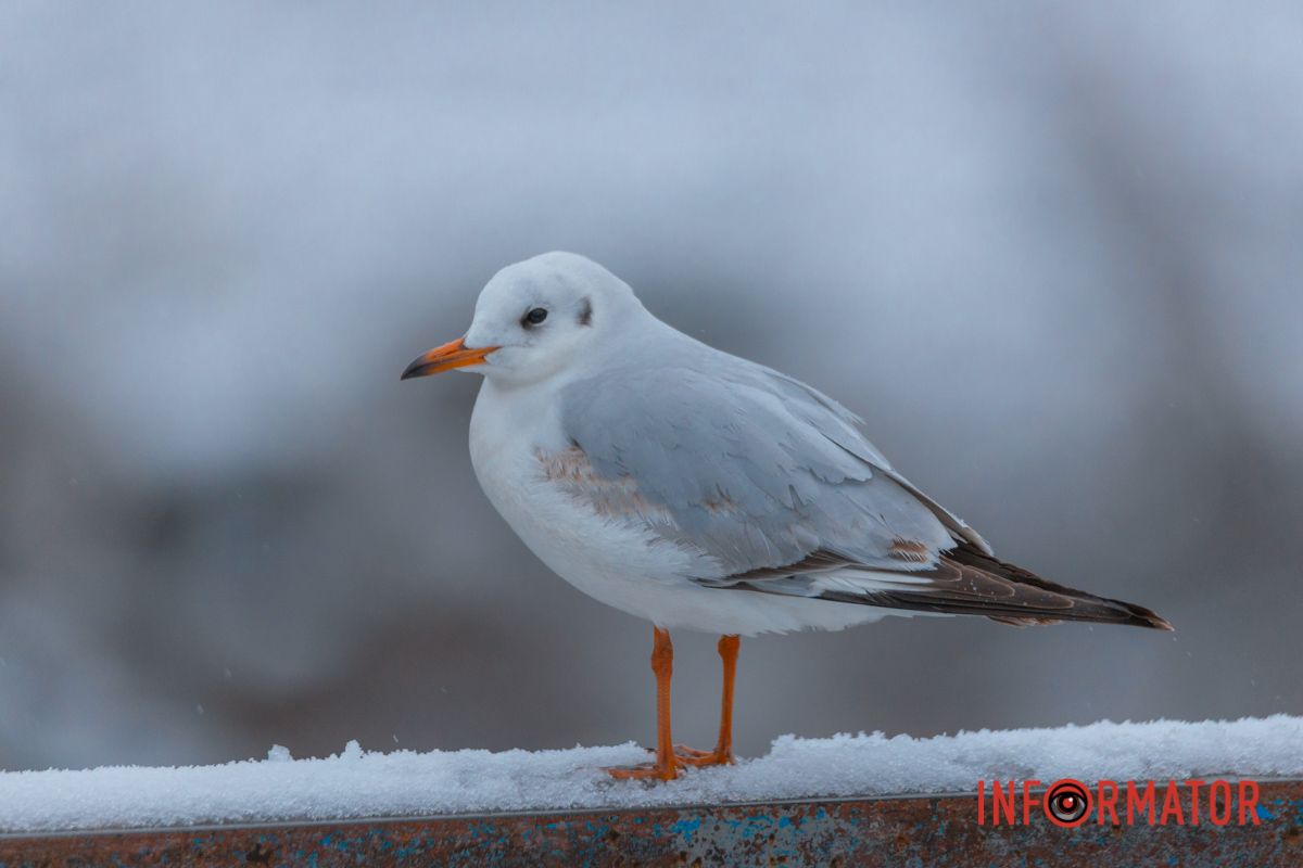 Не перестаю дивуватися цій деталізації 