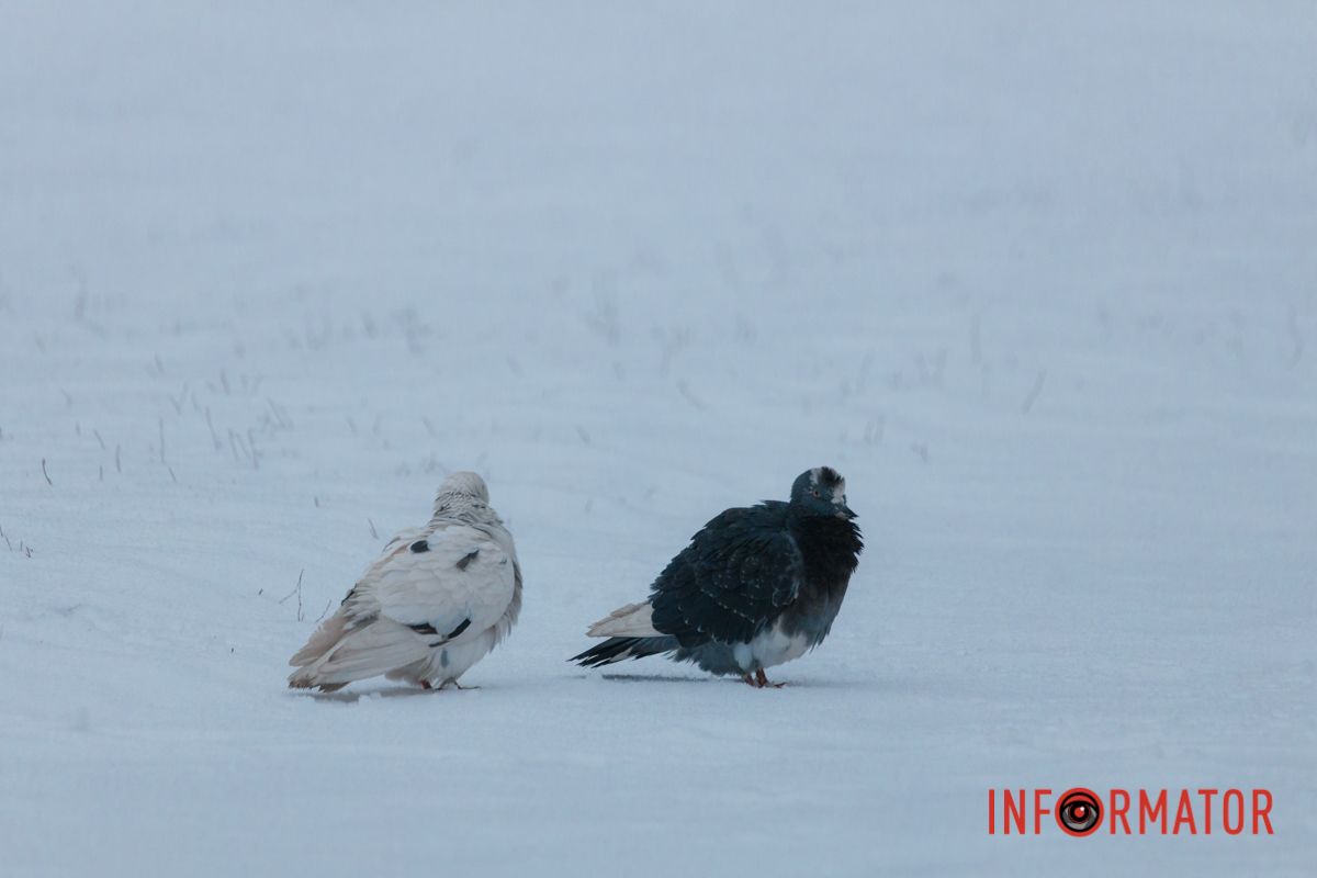 А ти бачив, що той зробив?