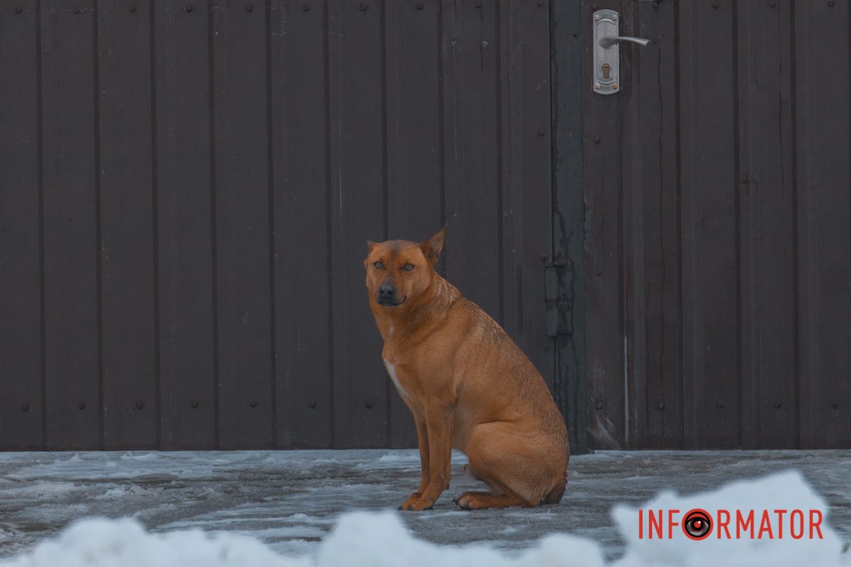 Дніпровський собек 