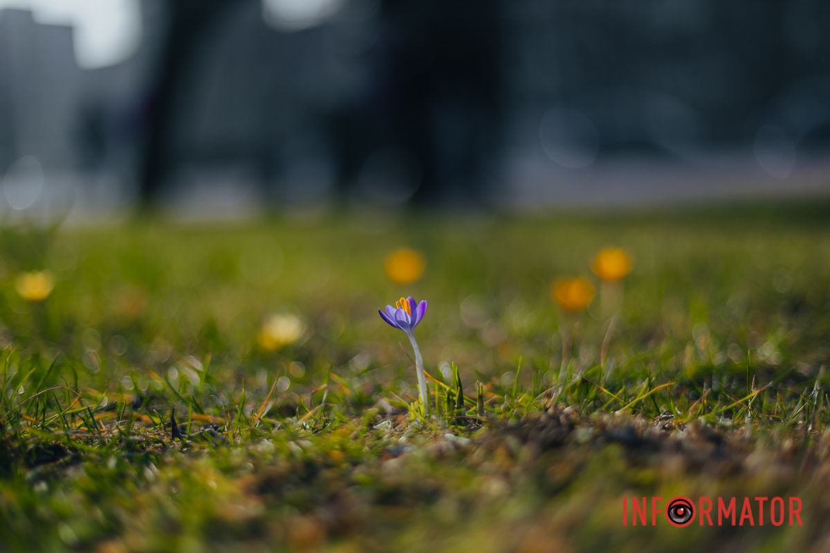 Любить яскраве розсіяне світло