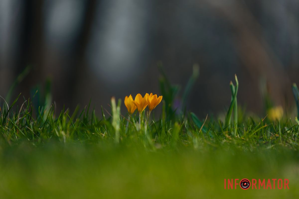 Минулого року крокуси розцвіли у березні