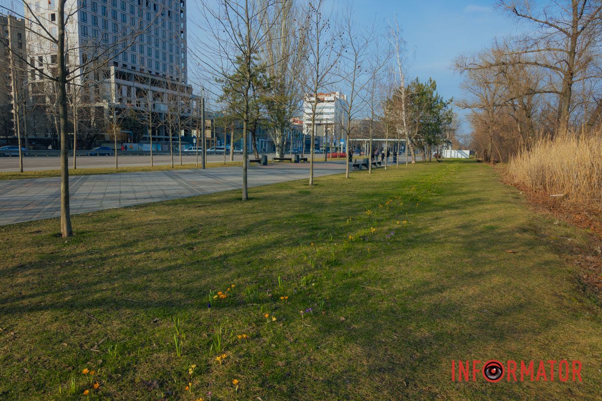Крокуси квітнуть на Перемозі