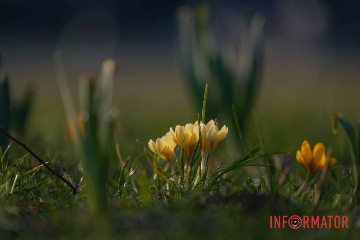 Усередині квітів ховаються рильця із трьома тичинками, яскраво забарвленими в жовтий, жовтогарячий, червоний кольори