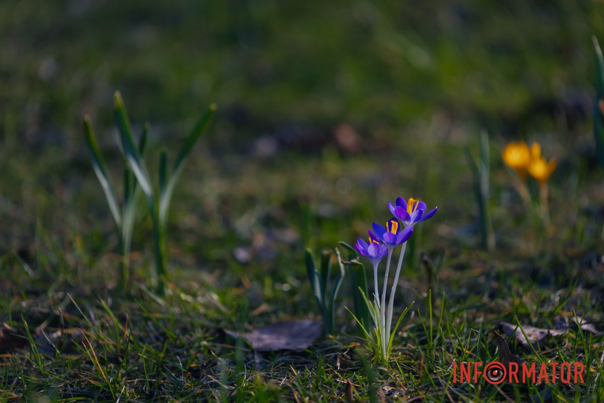 Вузьке листя росте прямо із бульбової цибулини разом із трубчастими квітами