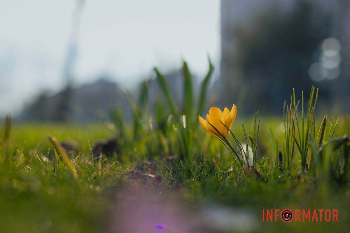 Крокус – це  невисока цибулинна рослина, вузьке листя росте прямо із бульбової цибулини разом із трубчастими квітами