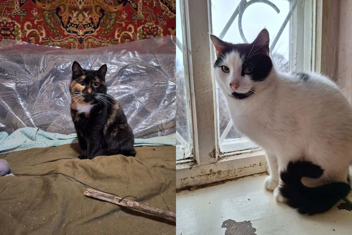 Есть даже породистые Есть даже породистые