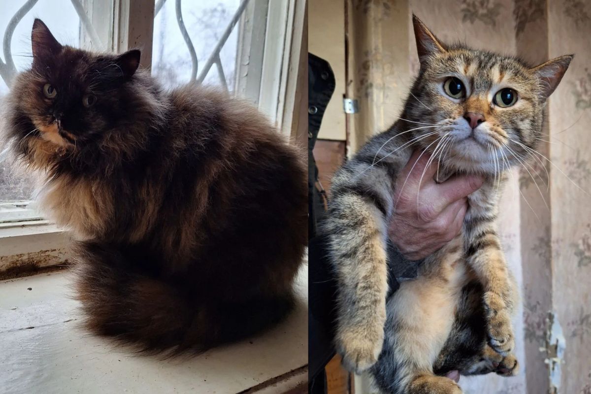 Их эвакуировали из Купянска Их эвакуировали из Купянска