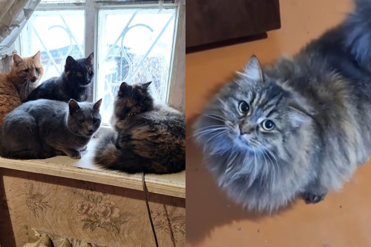 Пушистики Пушистики