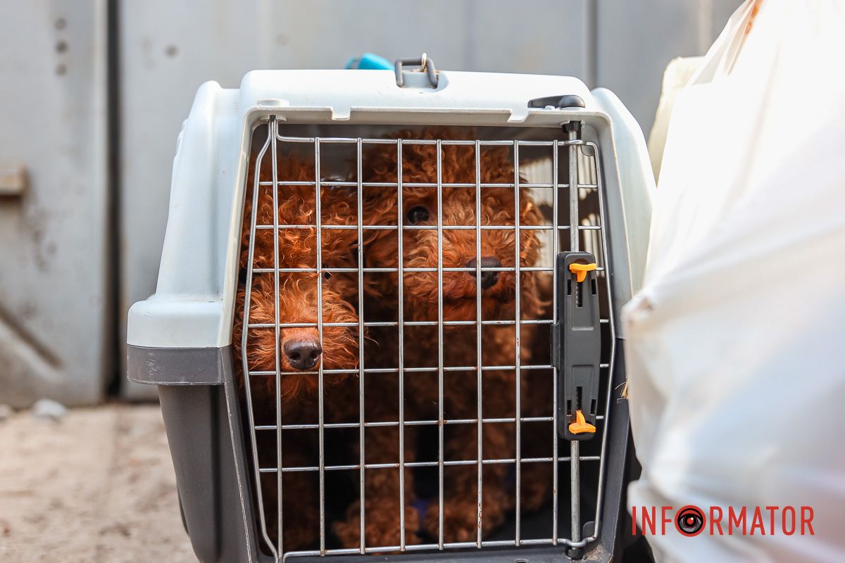 Собаки Собаки