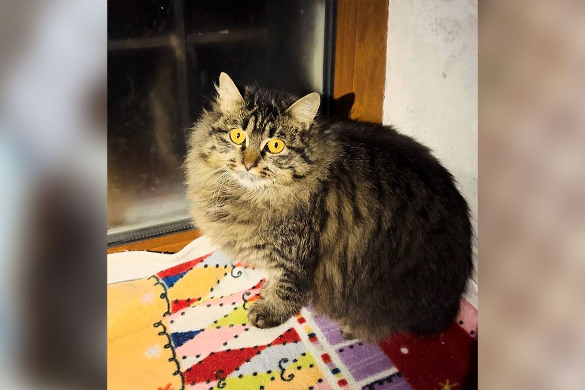 Кошка Мавка Кошка Мавка