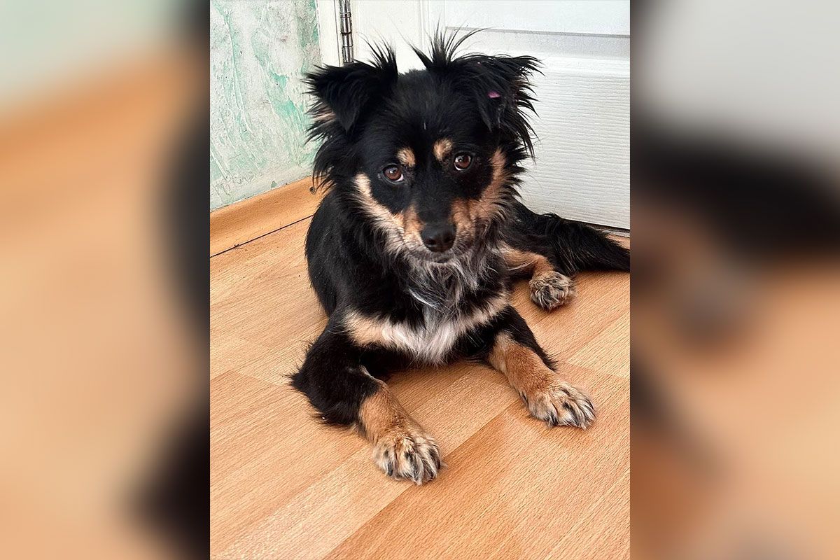 Собачка Собачка