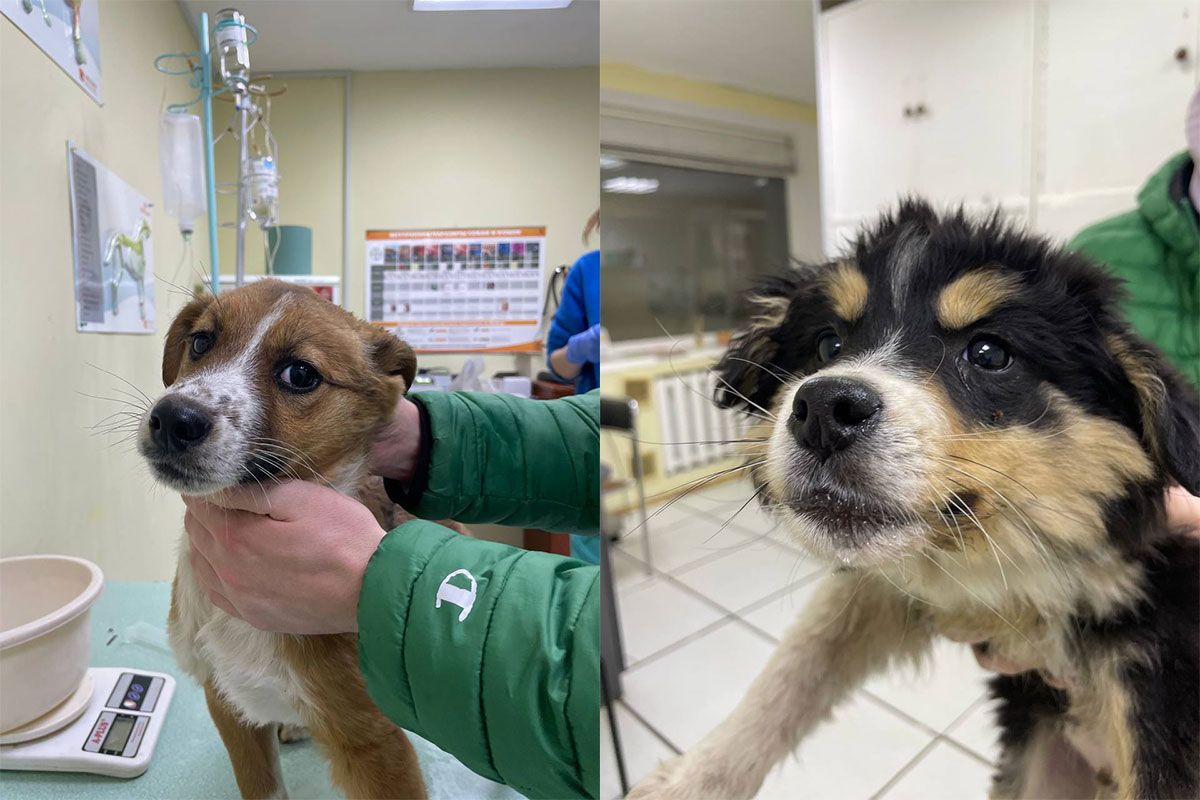 Щенки Щенки