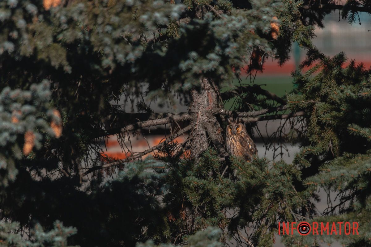 Почти сливается со стволом