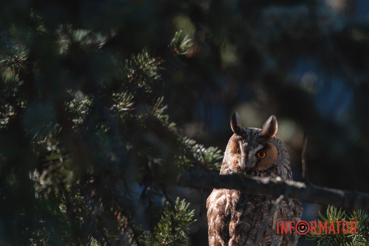 Дети привыкли к пернатым соседям и постоянно их фотографируют