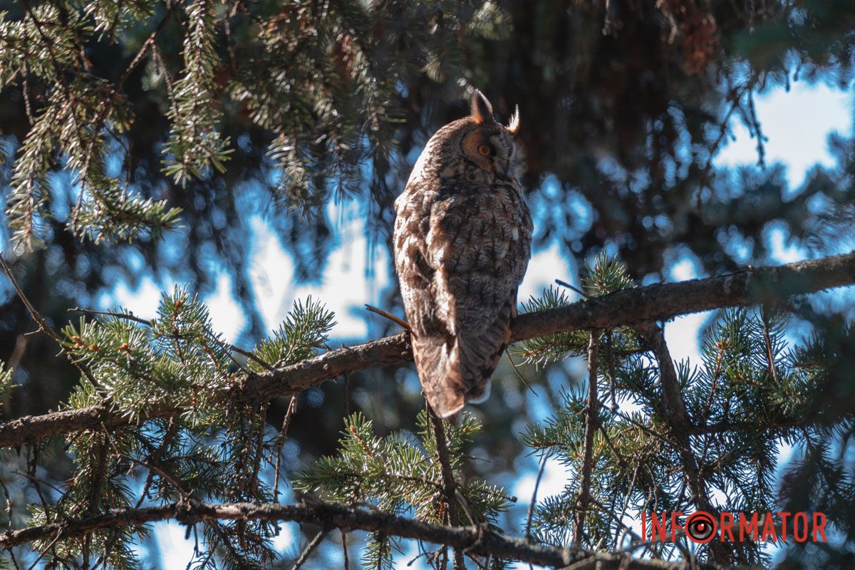 Соседство хищных птиц и людей