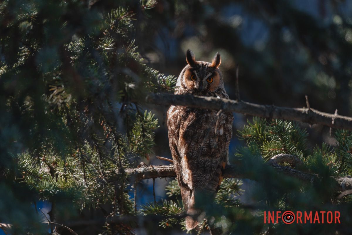 Совы не улетают в теплые края на зиму