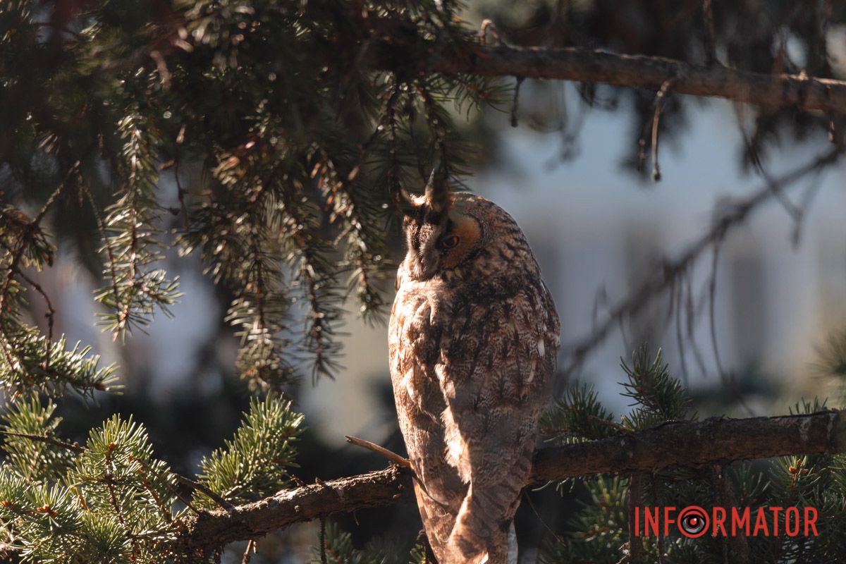 Сейчас на территории школы проживают четыре совы
