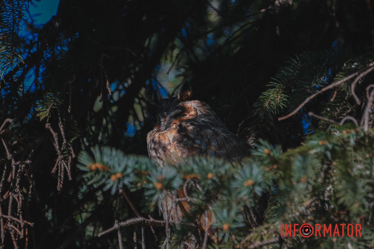 Наиболее распространенный для Днепропетровской области вид - ушастая сова