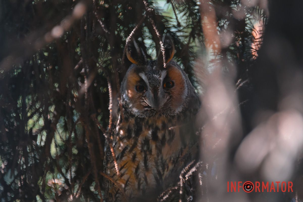 «Ушастые красавцы» в ветвях хвойных деревьев