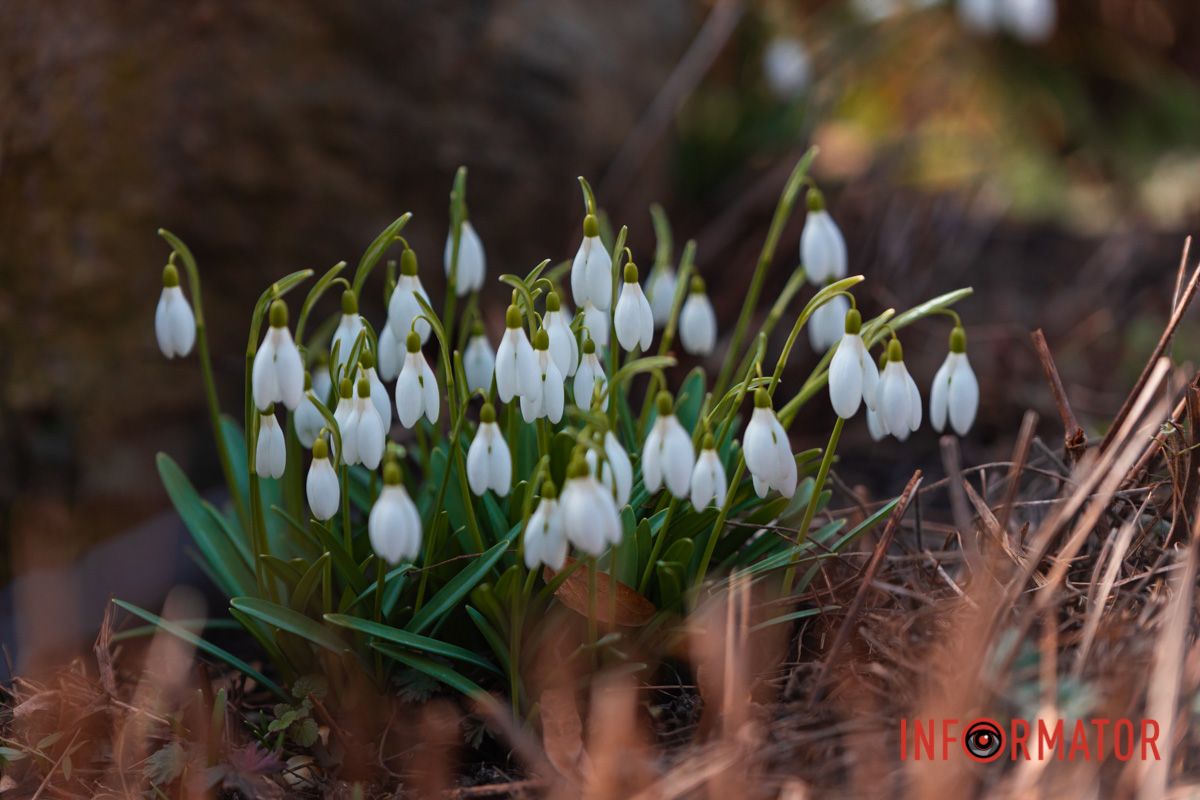 Нежные подснежники