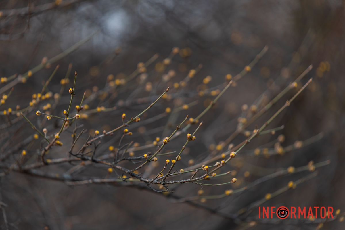 Почки на деревьях