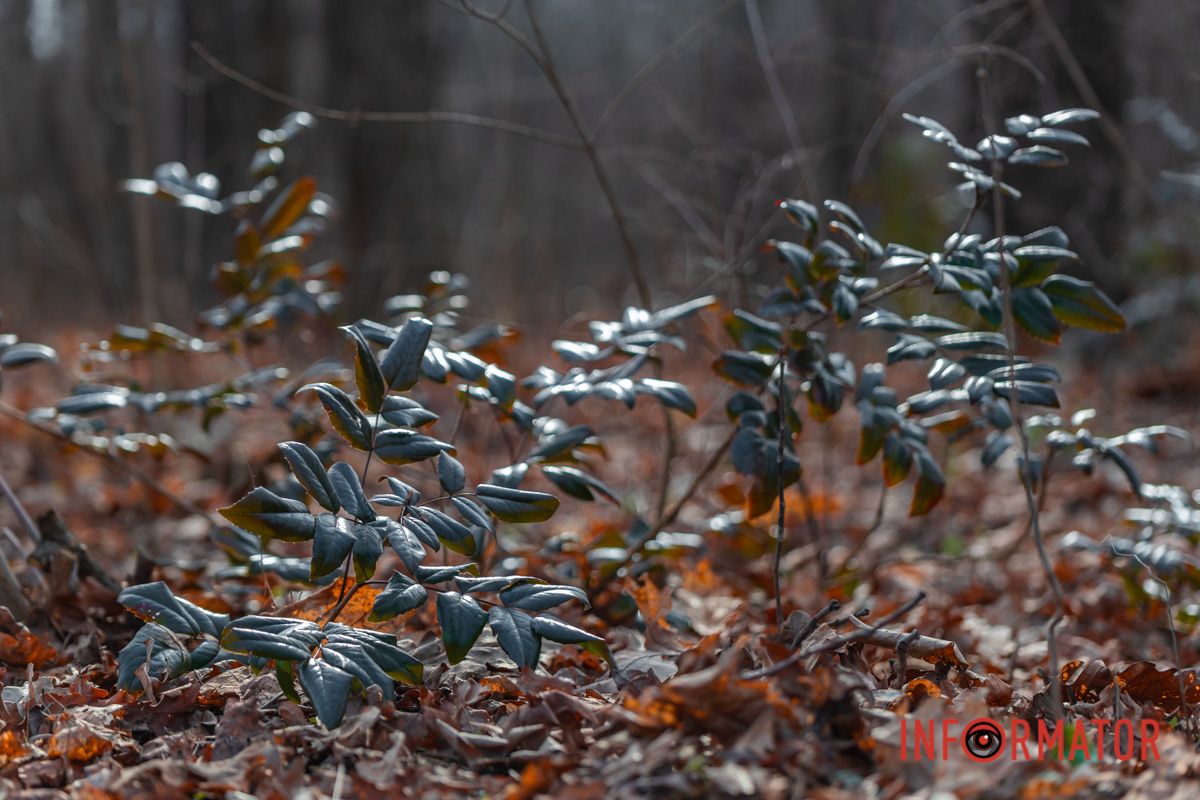 Деревья и кустарники в ботсаду постепенно оживают