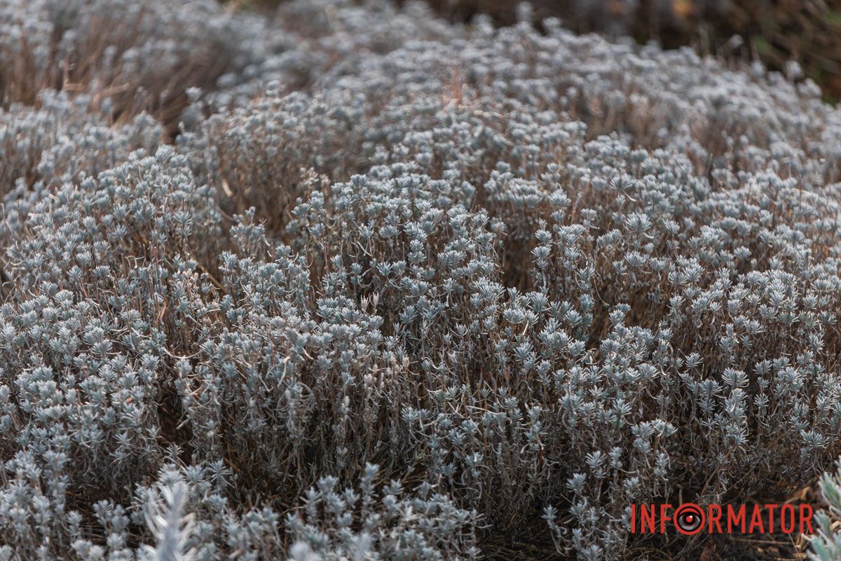 Лаванда расцветет еще скоро