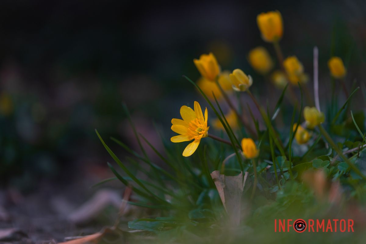 Первые весенние цветы