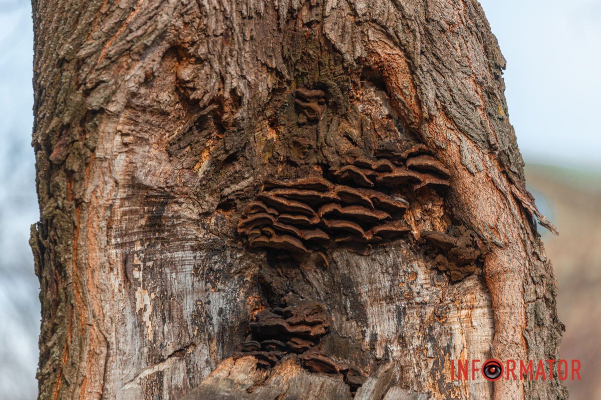 Грибы на стволе