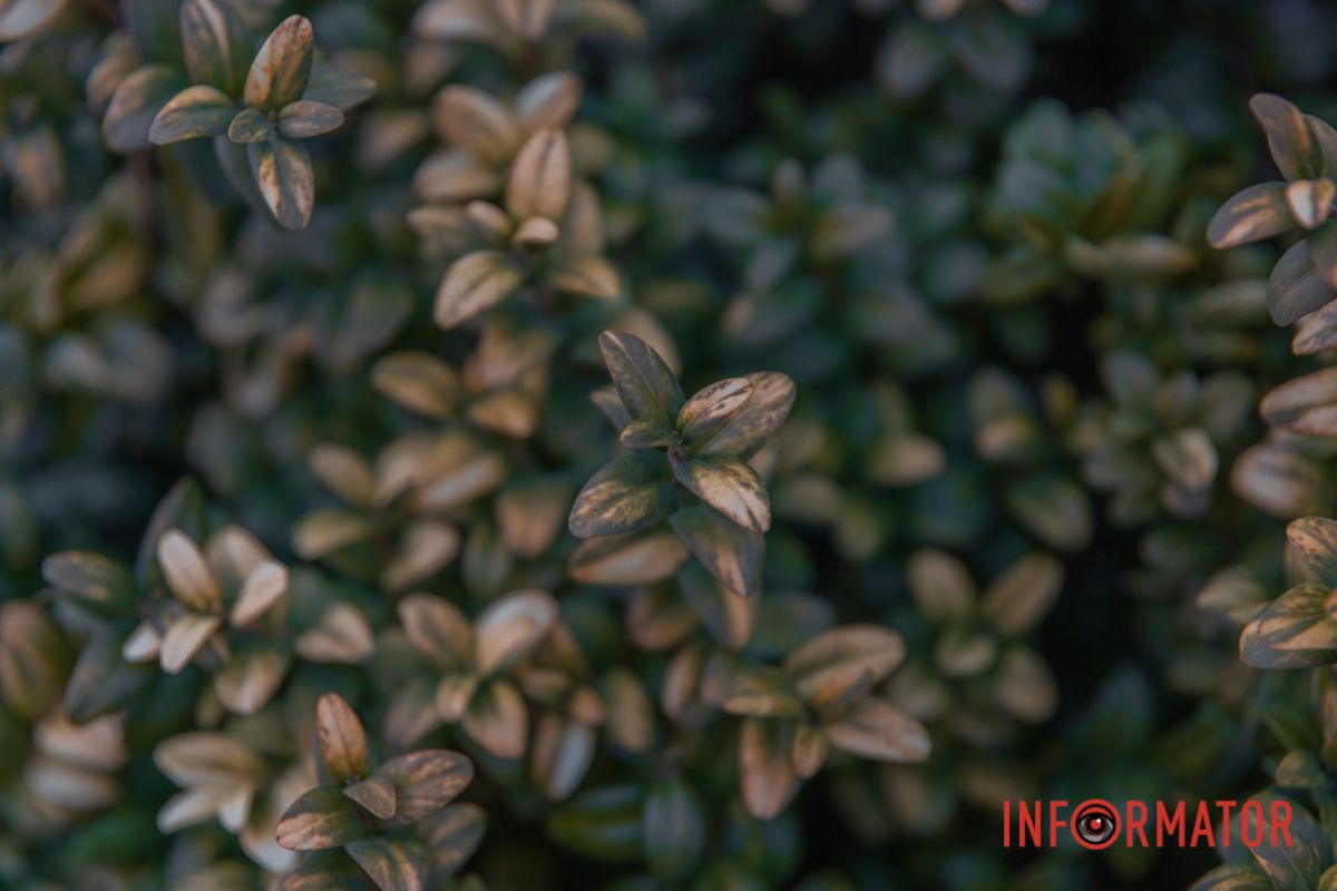 Наполняется разноцветием цветов