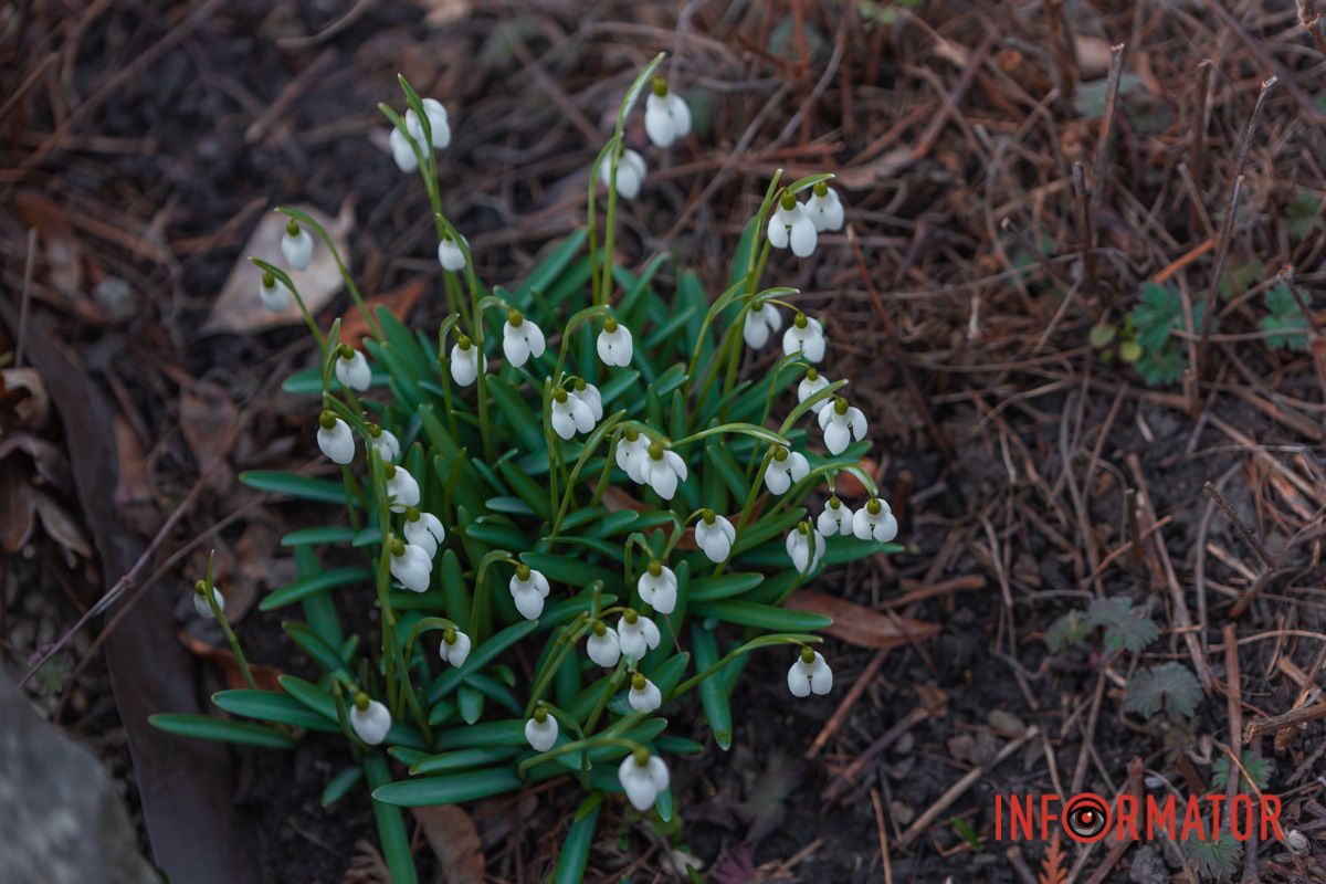 Говорят, что подснежники есть где-то и в другом месте в ботсаду