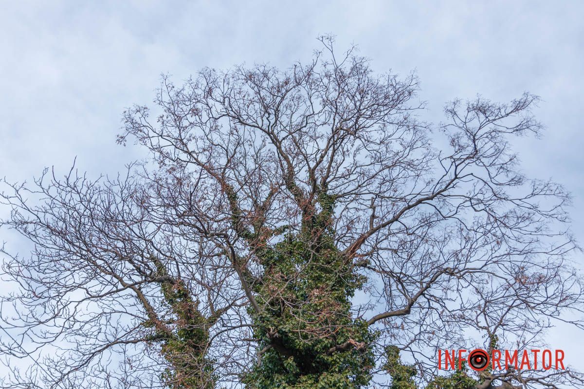 Ботсад будет работать и в субботу 9 и 23 марта