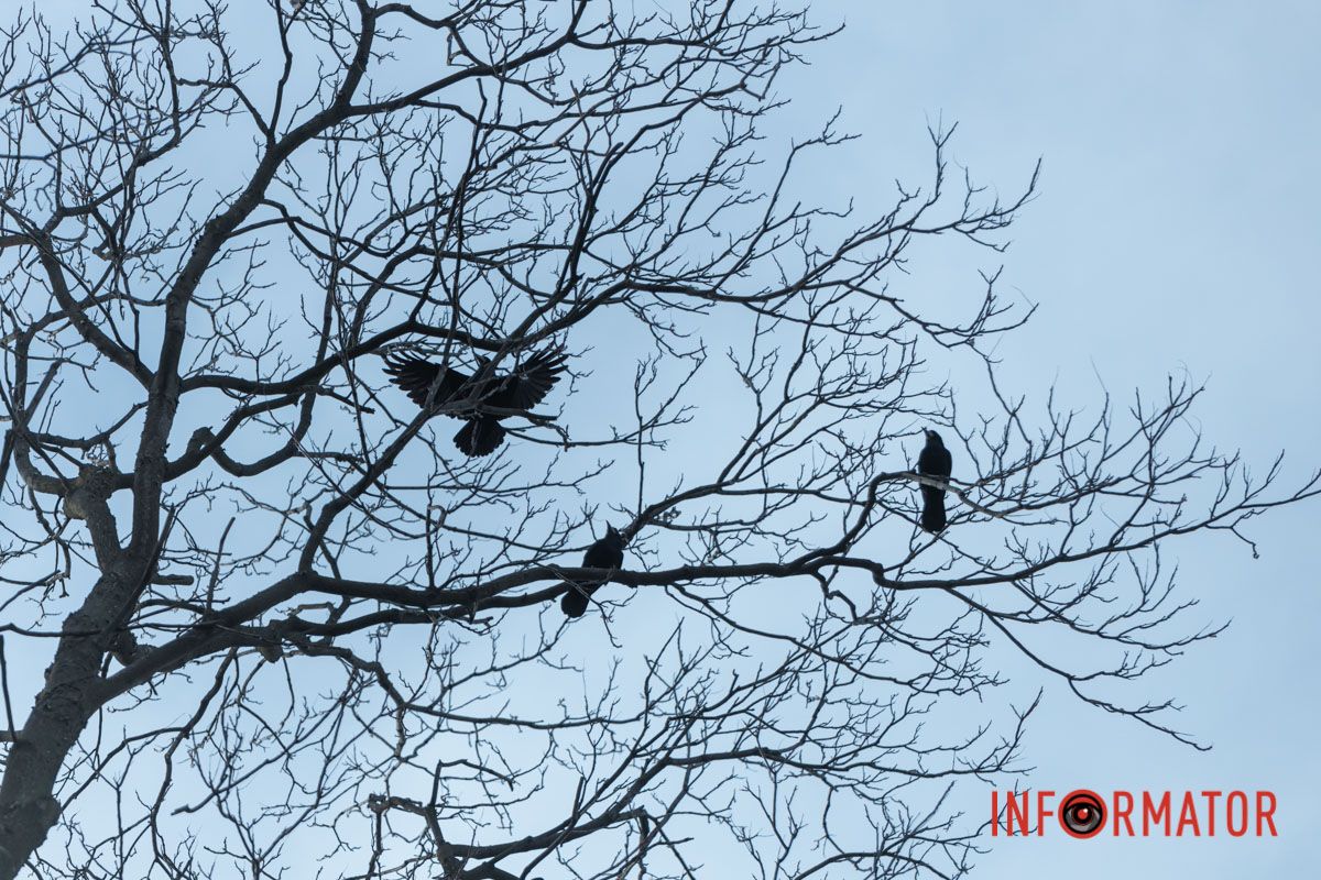 Под пристальным наблюдением воронов