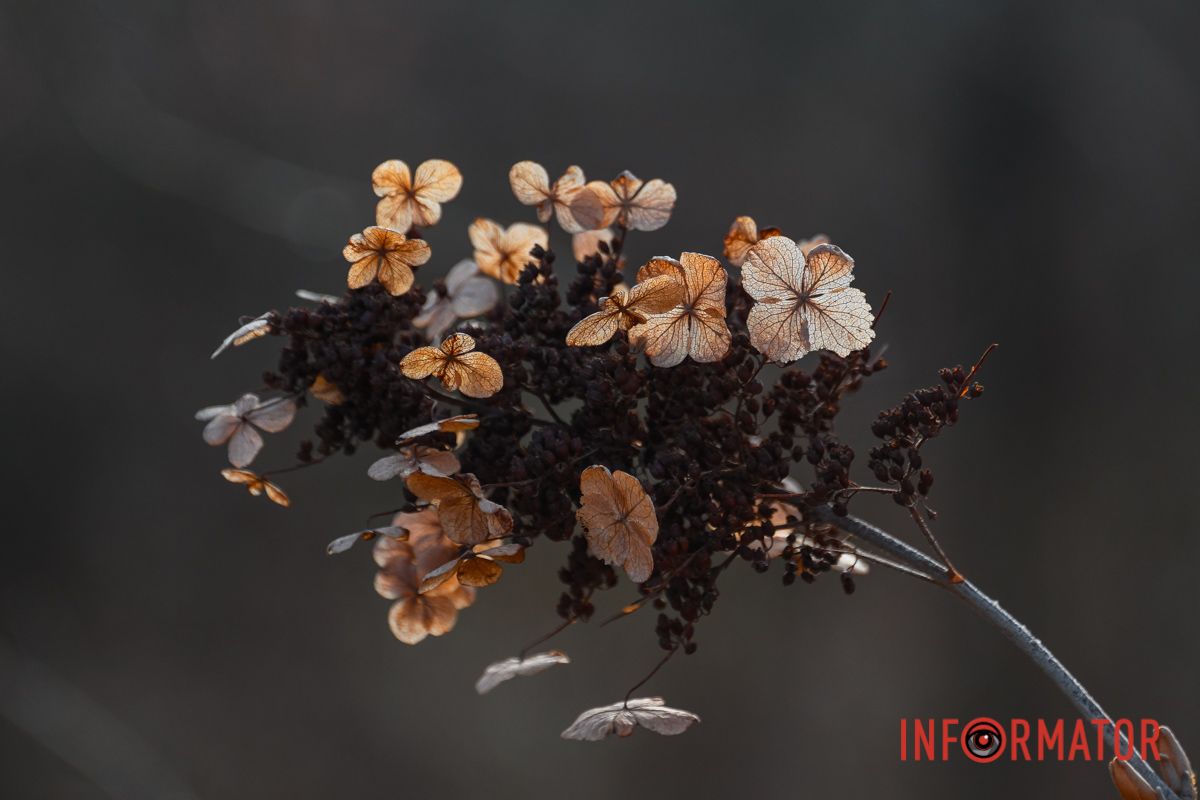 Ищите красоту рядом с собой