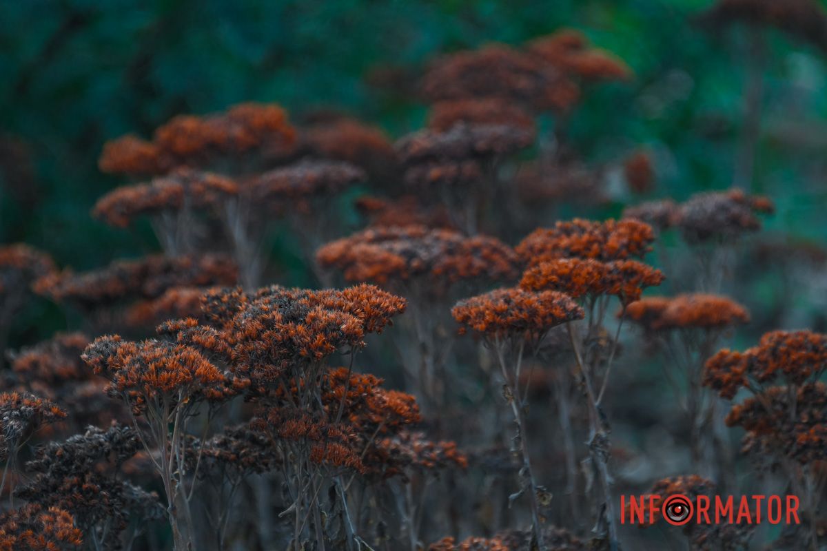 Фото: Денис Чубченко, Стас Руденко