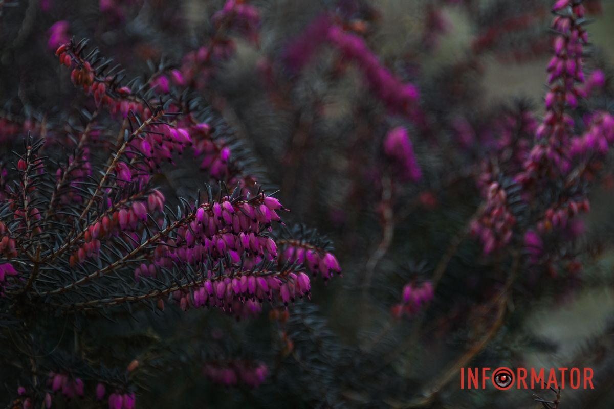 Такую красоту пришлось поискать