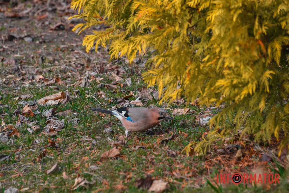 Кто узнал птицу?