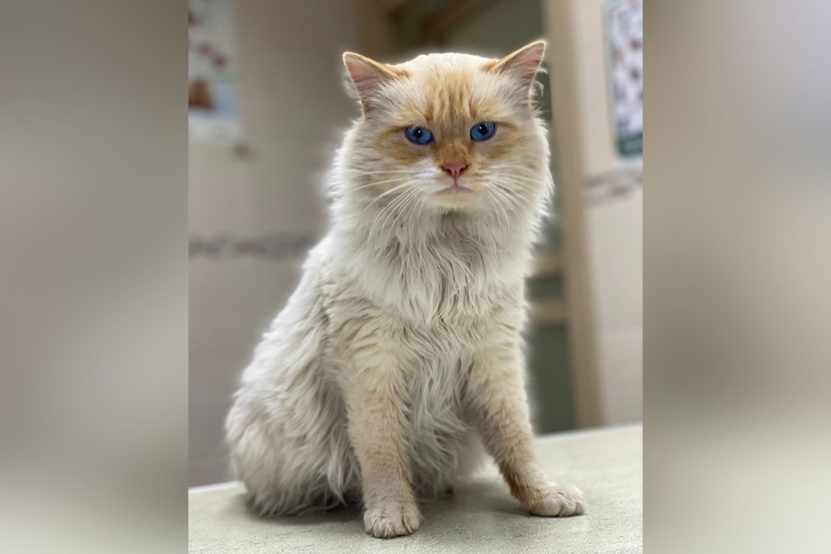 Антонио Антонио