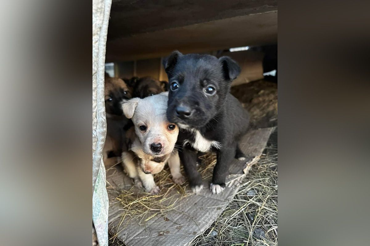 Малыши Малыши