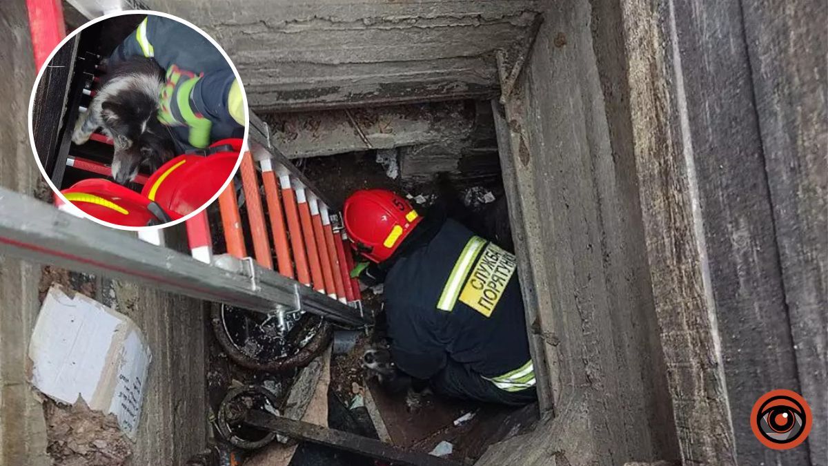 В Днепре спасатели достали собаку из заброшенного коллектора