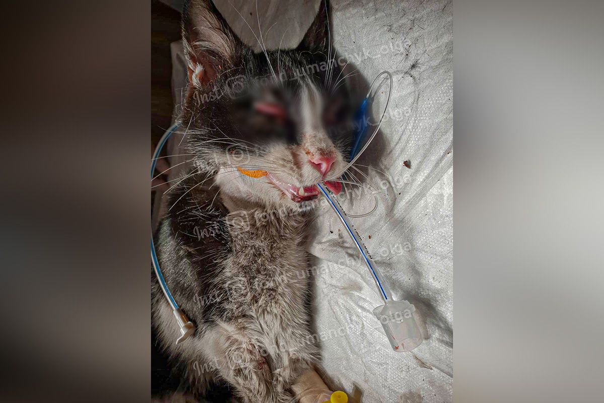 Том умирает от чумки Том умирает от чумки