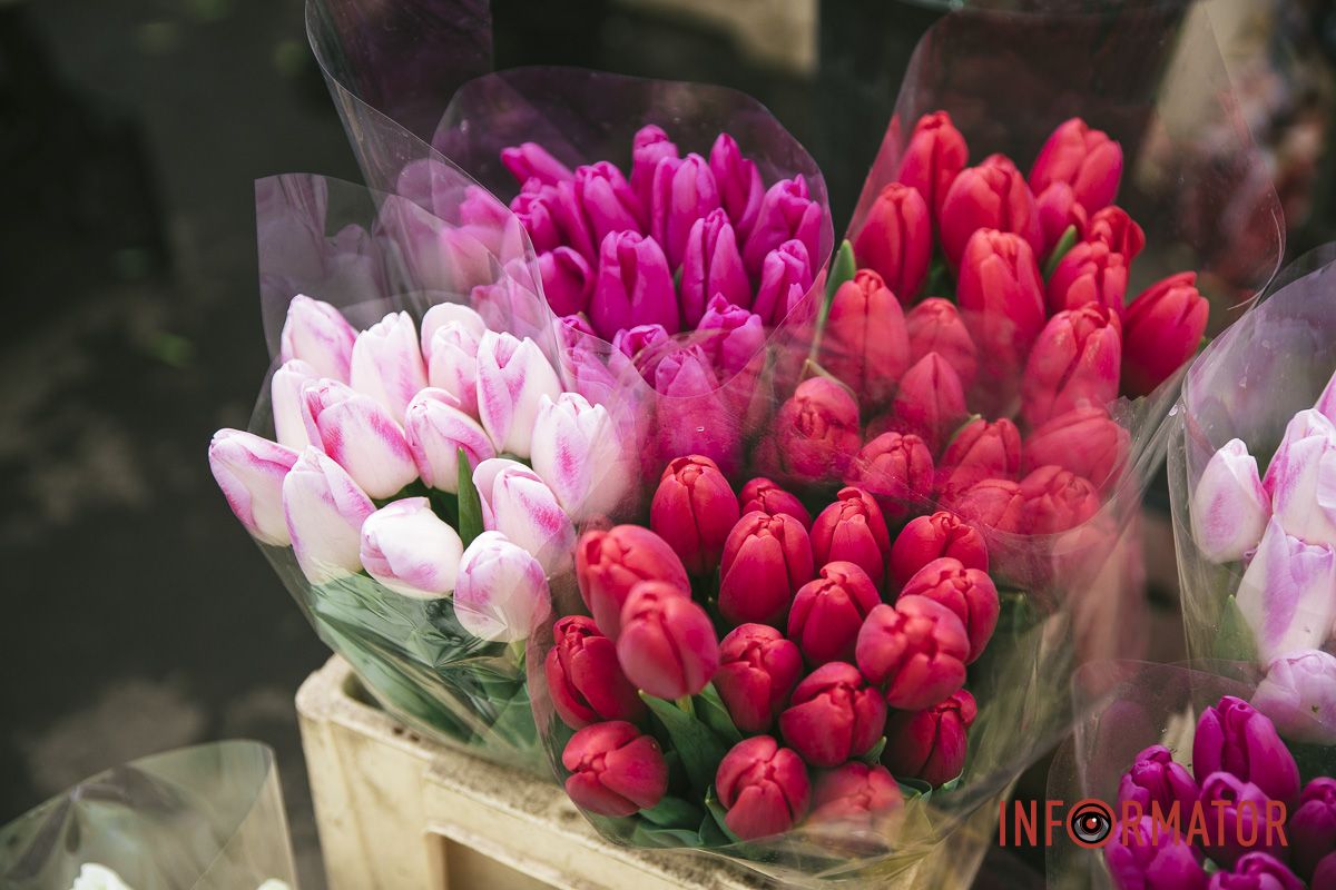 Тюльпаны – 60-70 гривен