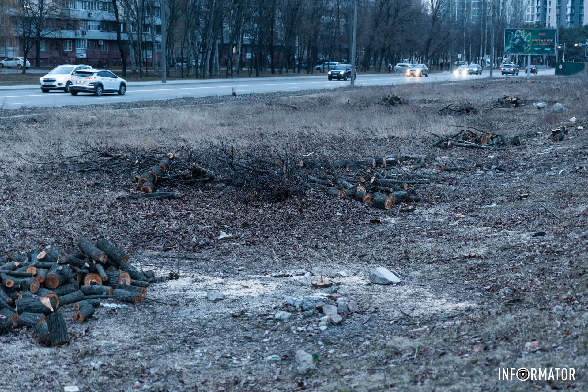 Они массово спилили деревья