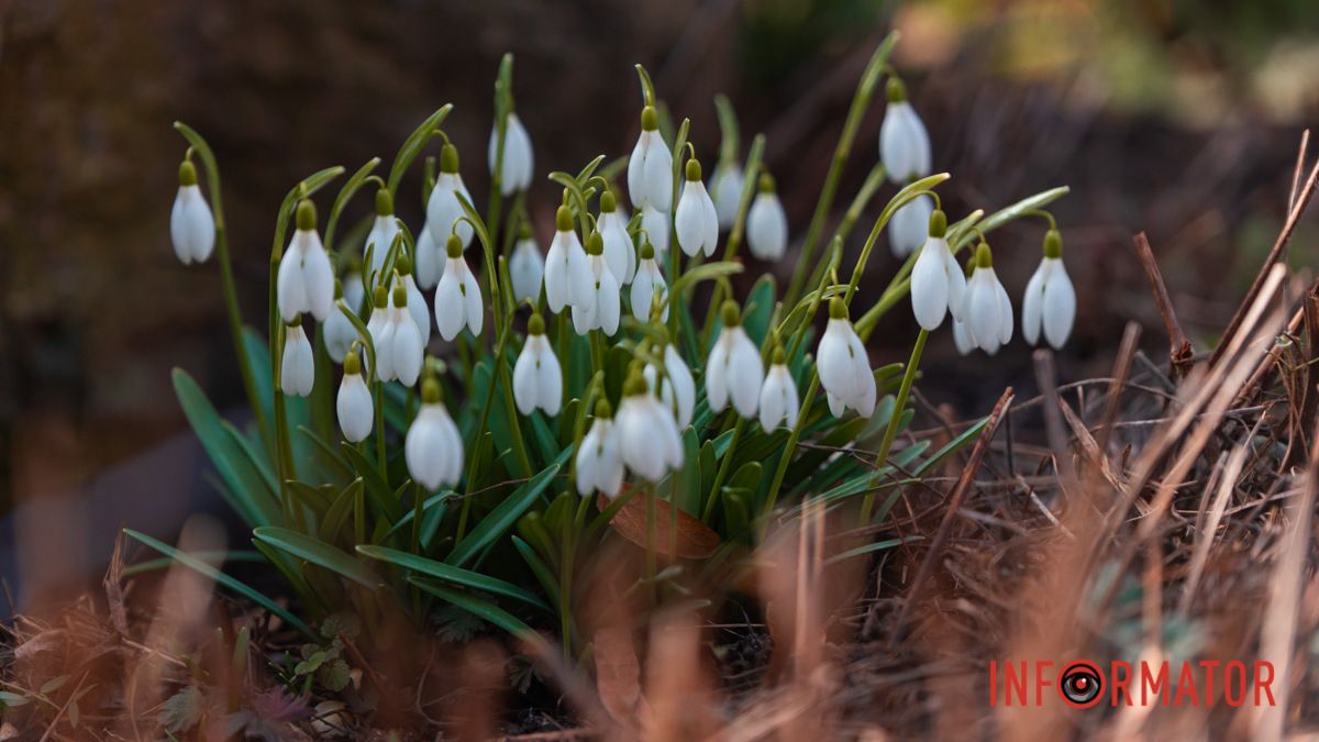 Облачно, без осадков: какая погода будет в Днепре 17 марта