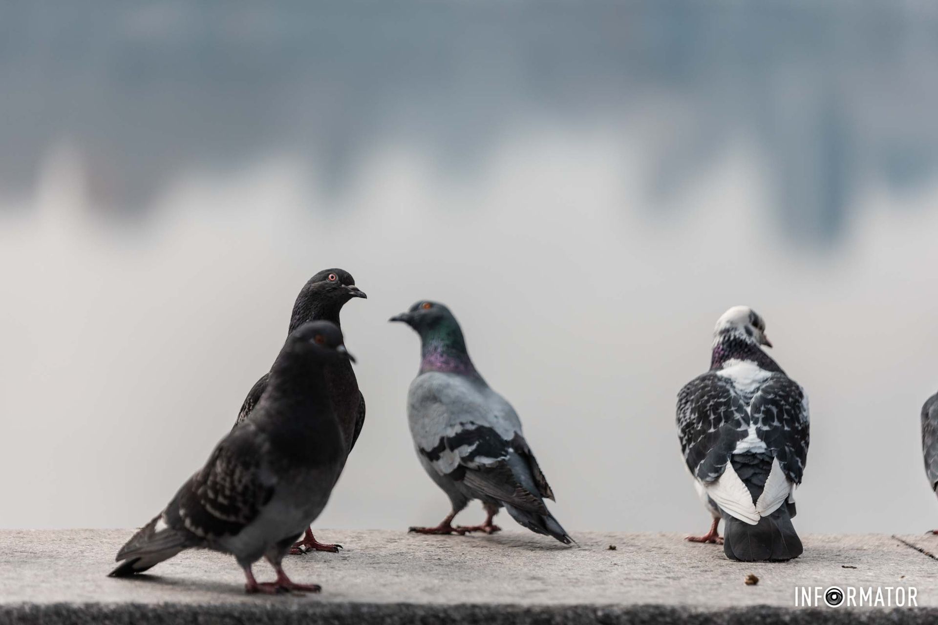 Что-то сплетничают Что-то сплетничают