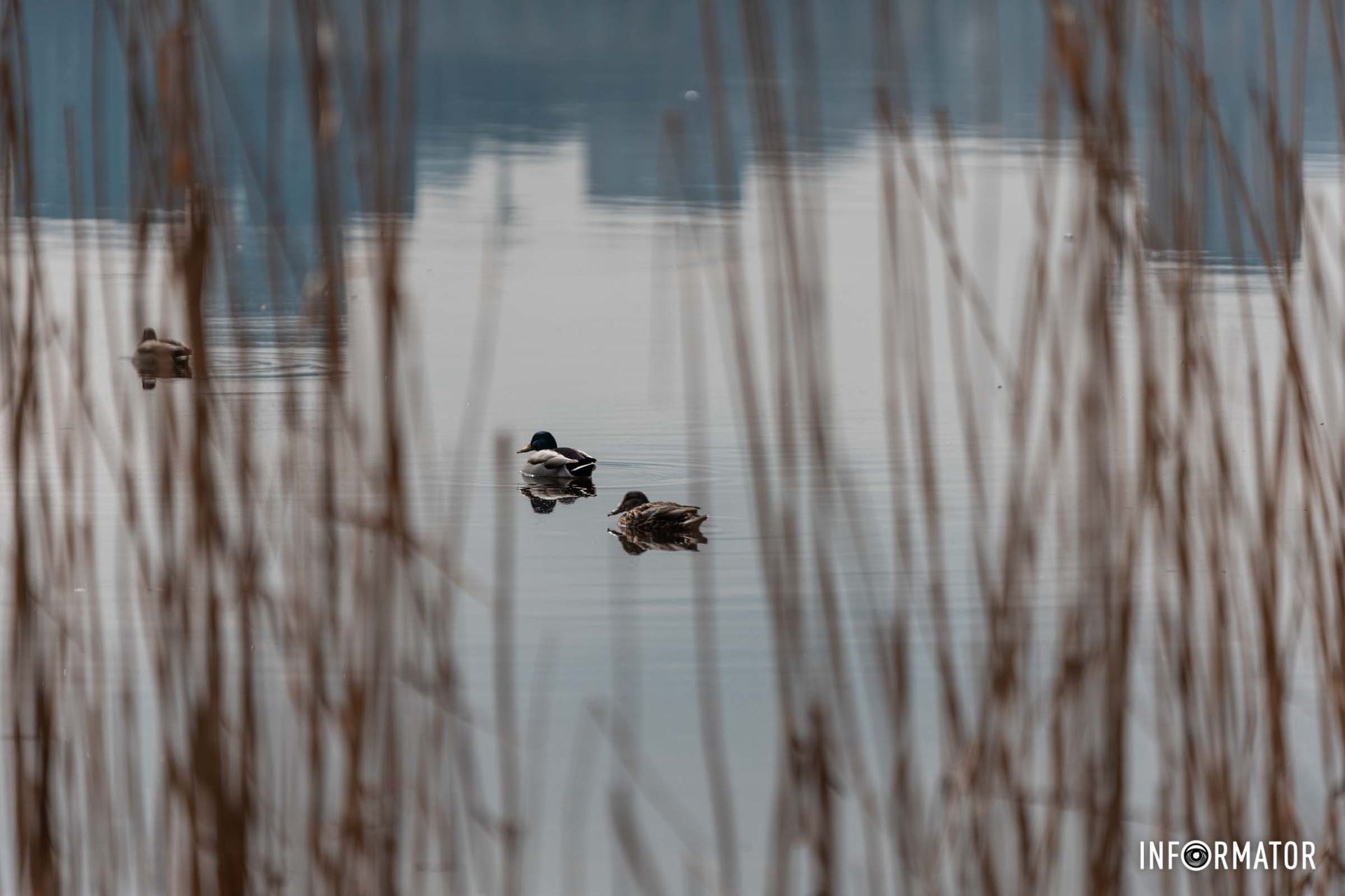 Местные Местные