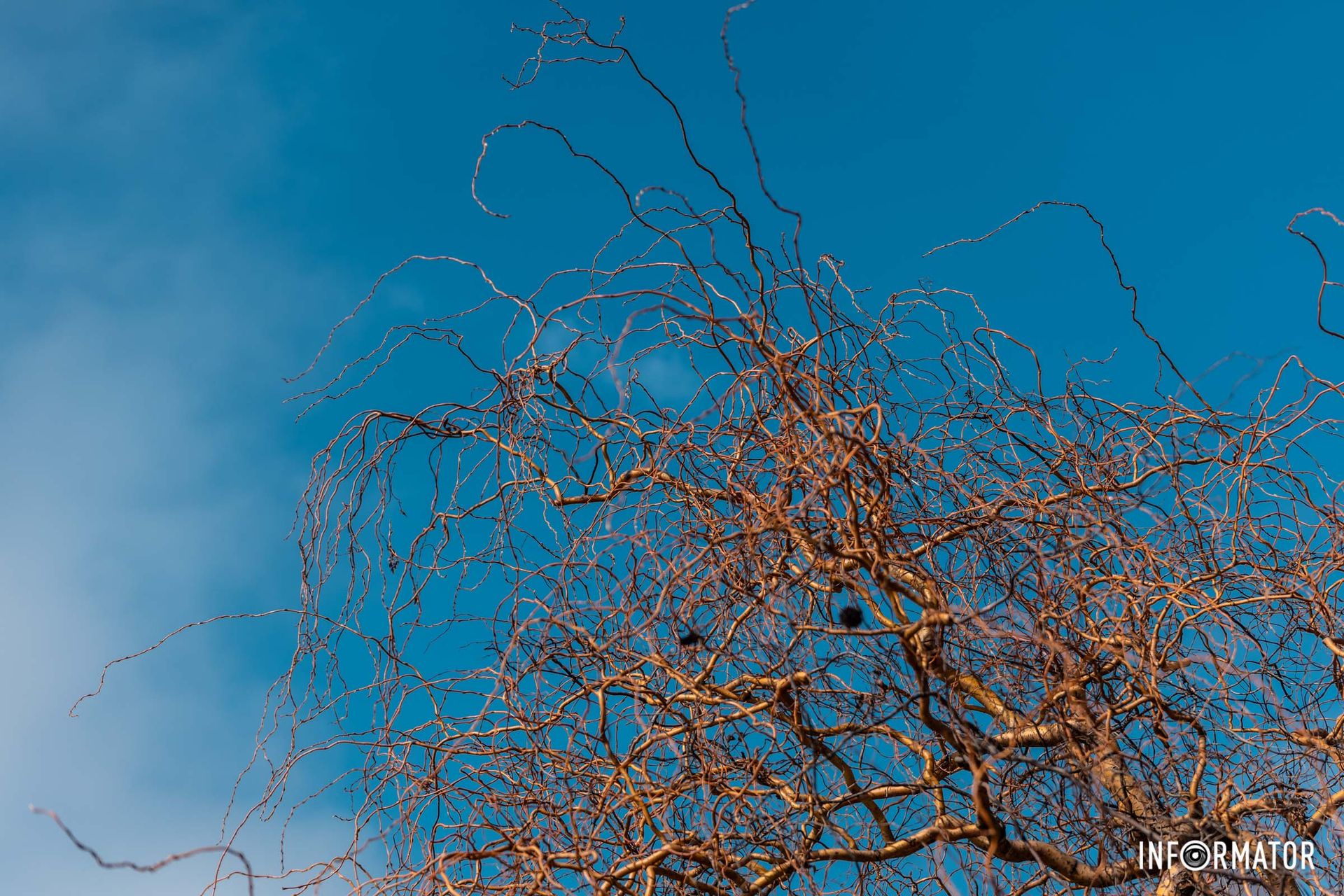 Операторы Информатора не могли пропустить такую красоту и сделали для наших читателей хорошие фотографии Операторы Информатора не могли пропустить такую красоту и сделали для наших читателей хорошие фотографии